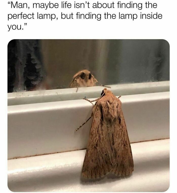 Freud-Intensifies-Funny-Memes