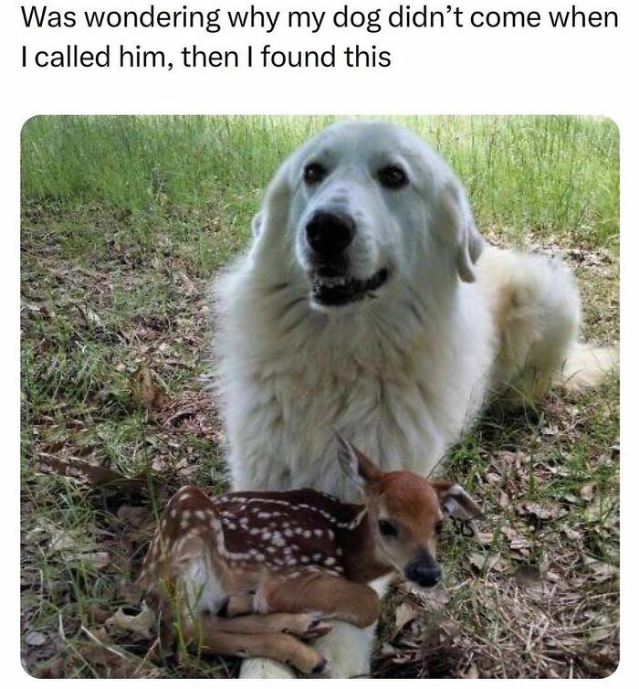 Funny-Relatable-Animal-Memes