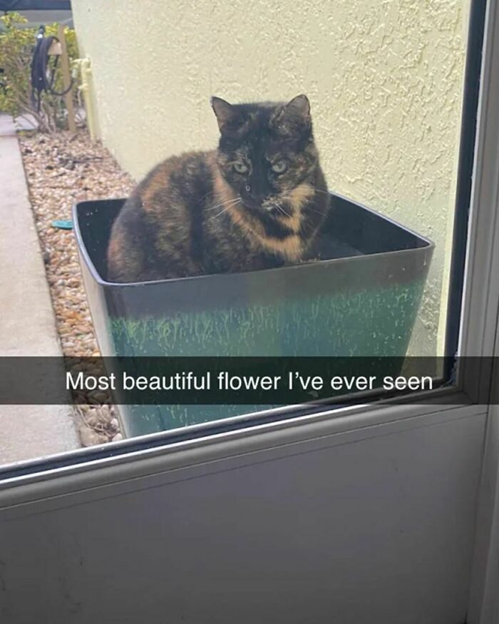 He Loves Me, He Loves Me Not