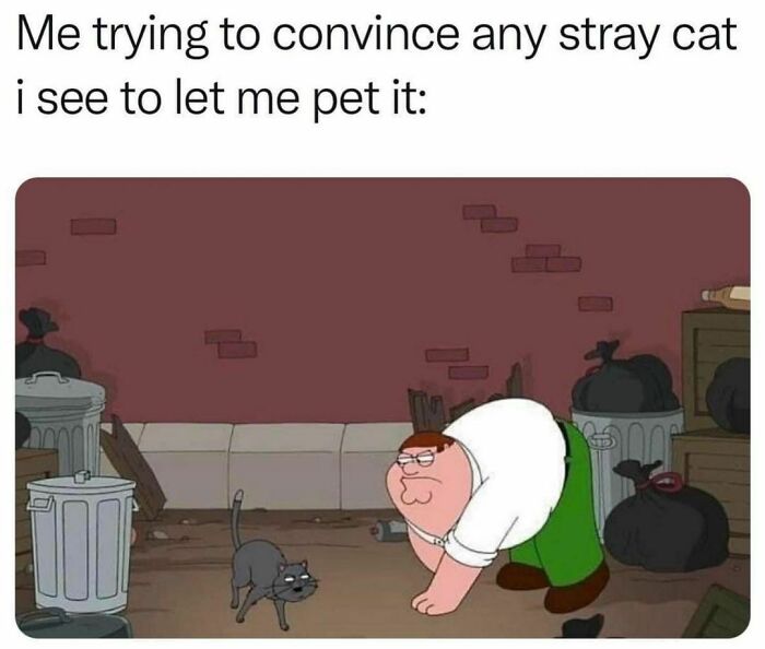 Best-Funny-Cat-Memes-Jokes