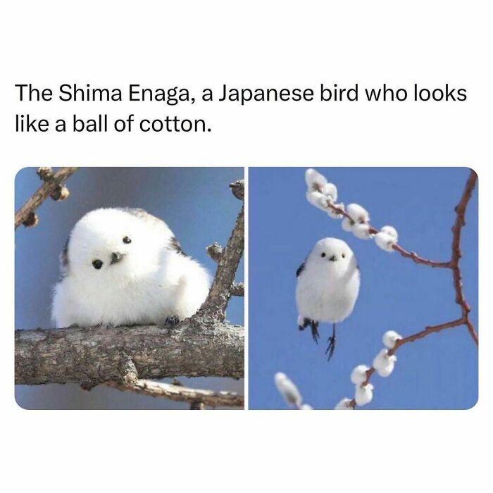 Funny-Relatable-Animal-Memes