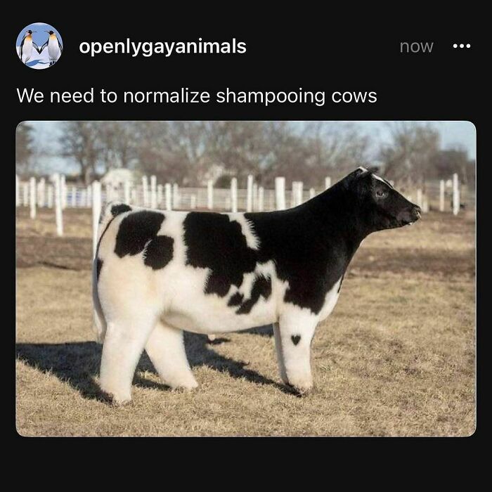 Funny-Relatable-Animal-Memes