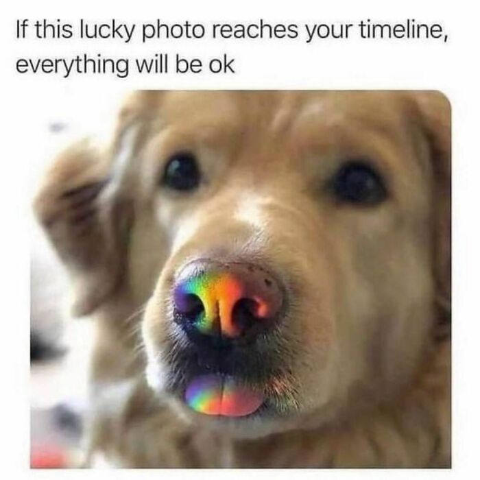 Funny-Relatable-Animal-Memes