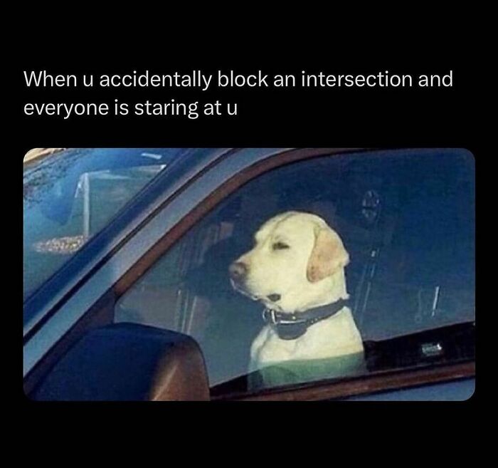 Funny-Relatable-Animal-Memes