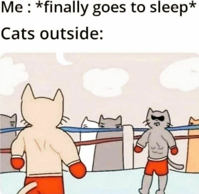 Best-Funny-Cat-Memes-Jokes