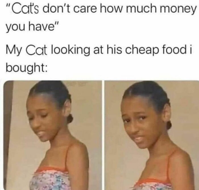 Best-Funny-Cat-Memes-Jokes