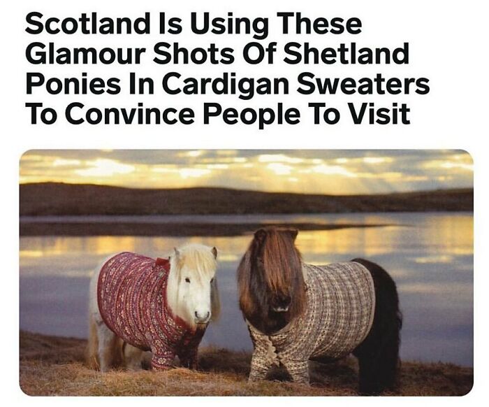 Funny-Relatable-Animal-Memes