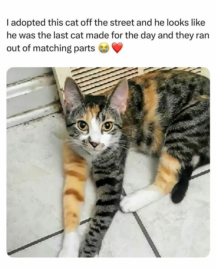 Funny-Relatable-Animal-Memes