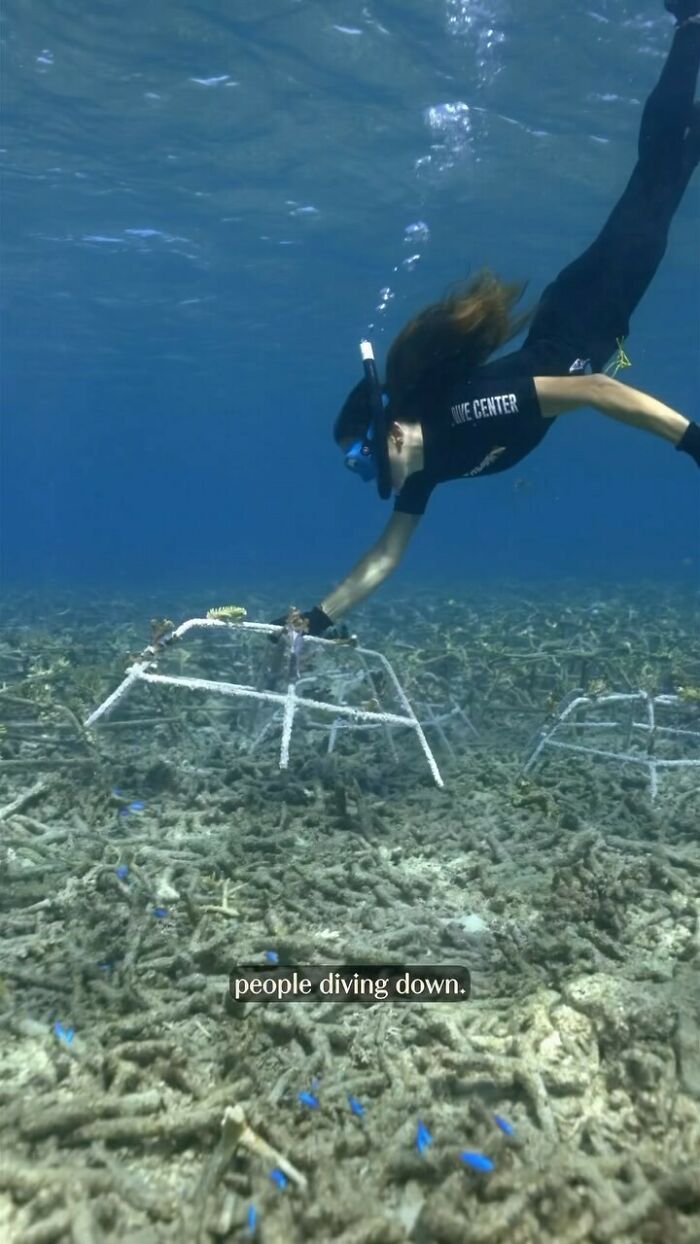 Full Recovery For A Lifeless Coral Reef Within 4 Years, Study Finds Full Recovery For A Lifeless Coral Reef Within 4 Years, Study Finds