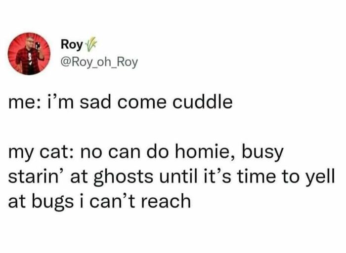 Best-Funny-Cat-Memes-Jokes