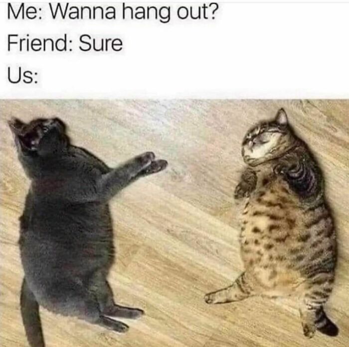 Best-Funny-Cat-Memes-Jokes