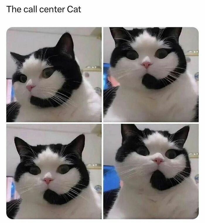 Funny-Relatable-Animal-Memes