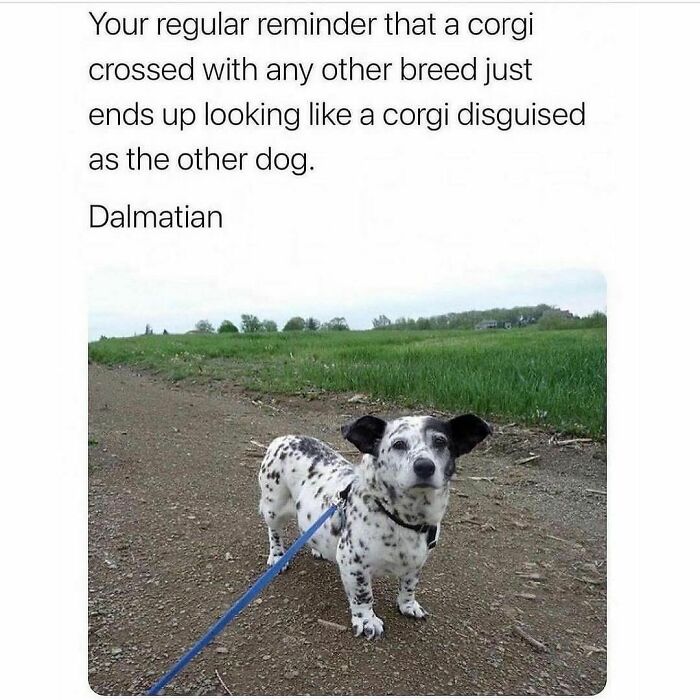 Funny-Relatable-Animal-Memes