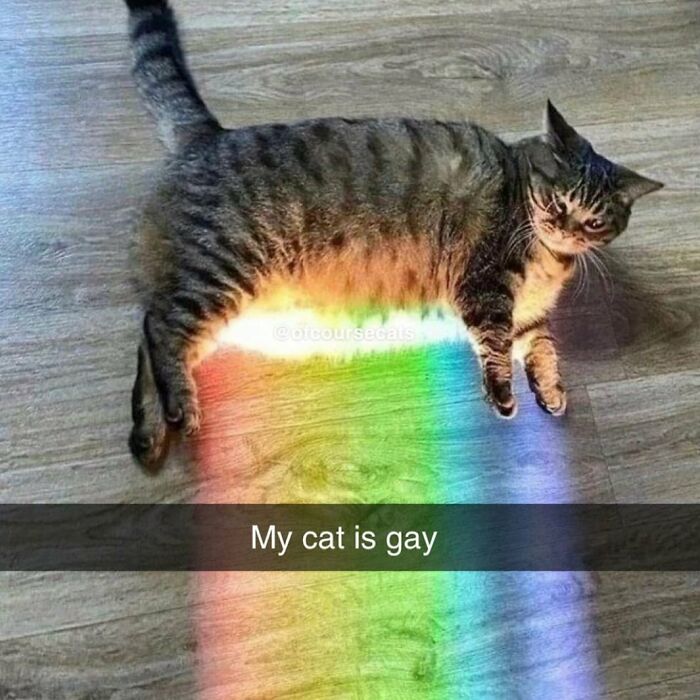 Funny-Relatable-Animal-Memes