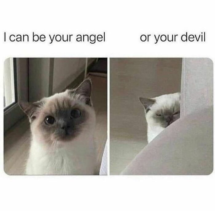 Freud-Intensifies-Funny-Memes