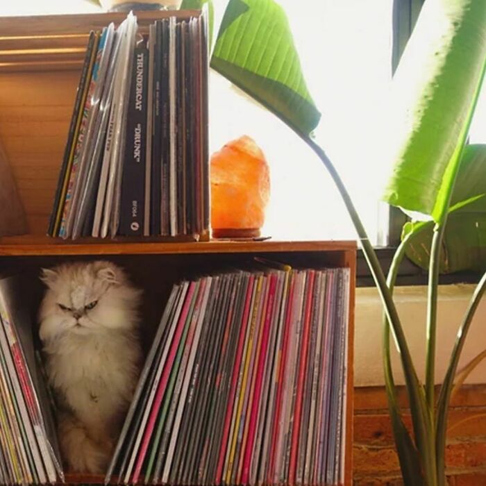 Vinyl Snob