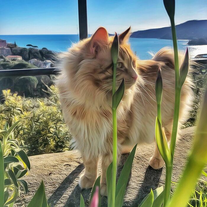 Woman-Documents-Italian-Cat-Daily-Life