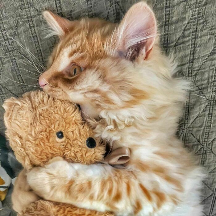 Woman-Documents-Italian-Cat-Daily-Life