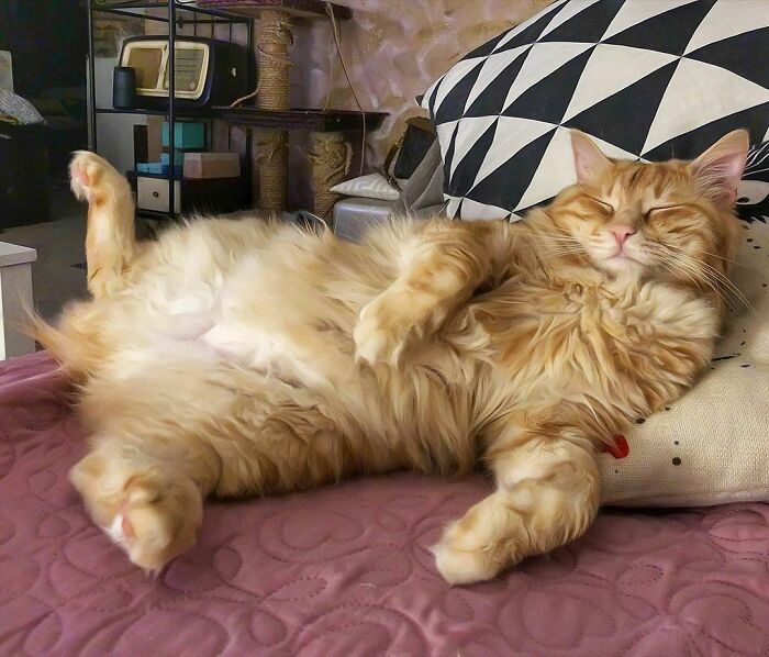 Woman-Documents-Italian-Cat-Daily-Life