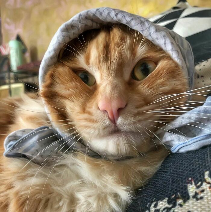 Woman-Documents-Italian-Cat-Daily-Life