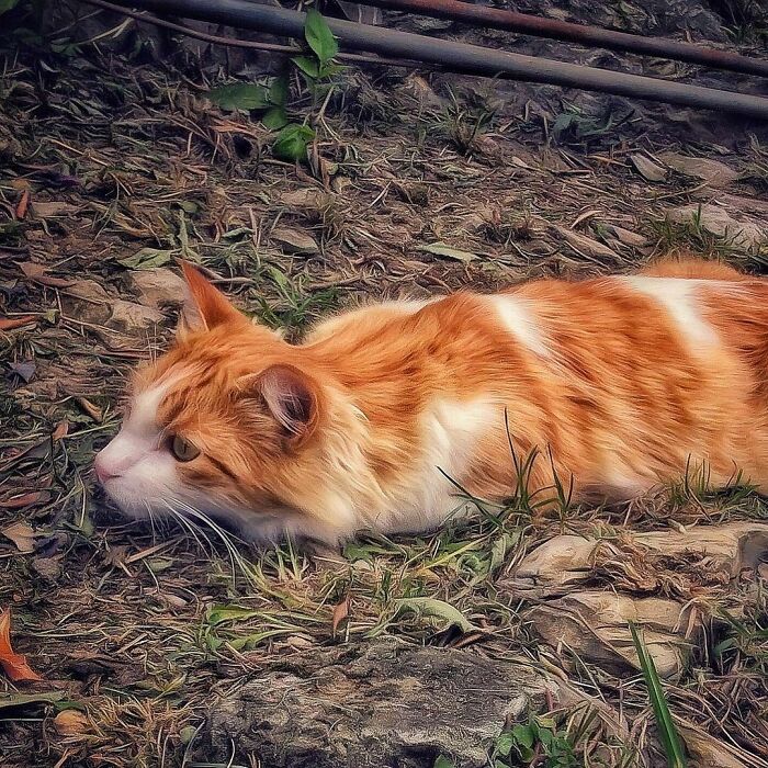 Woman-Documents-Italian-Cat-Daily-Life