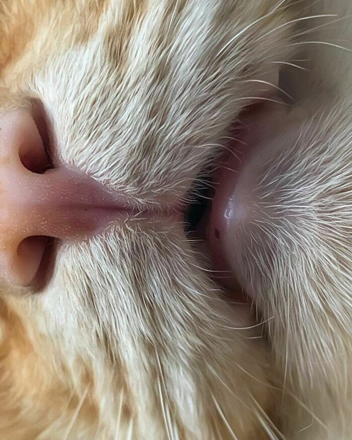 Woman-Documents-Italian-Cat-Daily-Life