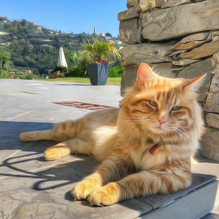 Woman-Documents-Italian-Cat-Daily-Life