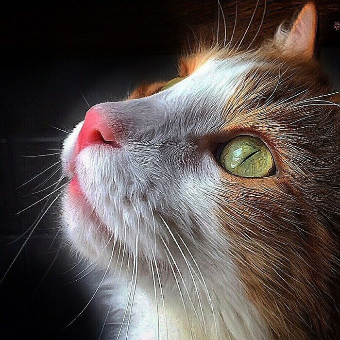 Woman-Documents-Italian-Cat-Daily-Life