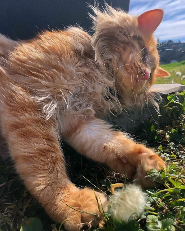 Woman-Documents-Italian-Cat-Daily-Life