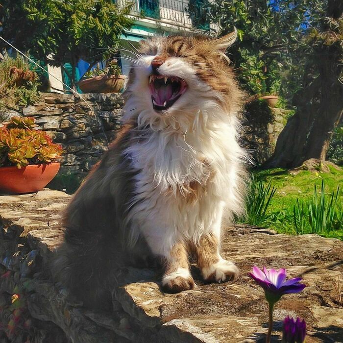 Woman-Documents-Italian-Cat-Daily-Life