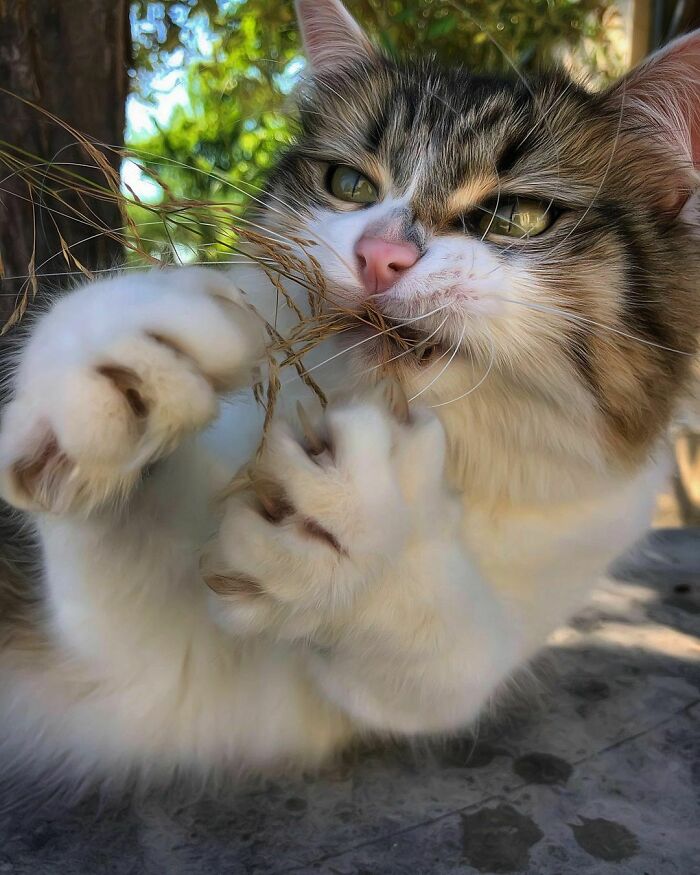 Woman-Documents-Italian-Cat-Daily-Life