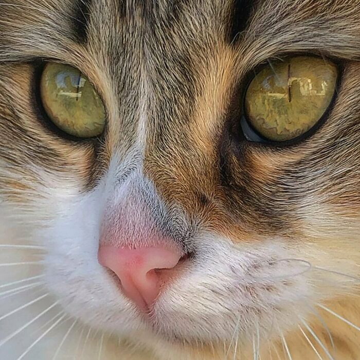 Woman-Documents-Italian-Cat-Daily-Life