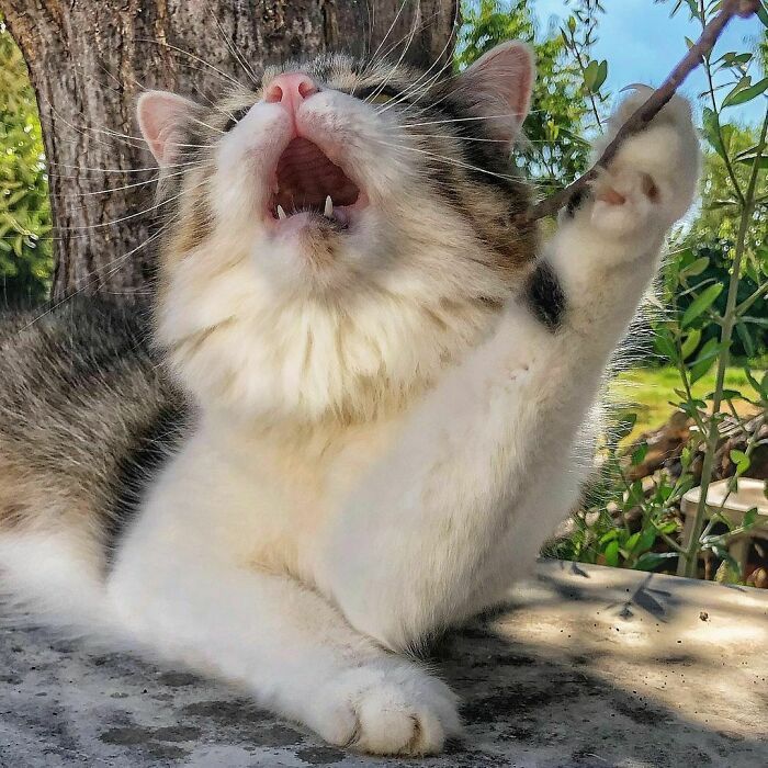 Woman-Documents-Italian-Cat-Daily-Life