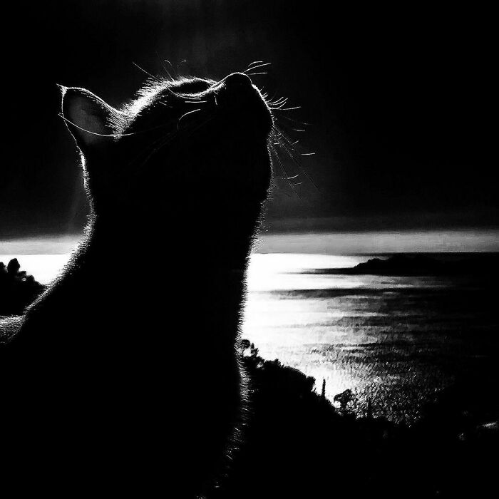 Woman-Documents-Italian-Cat-Daily-Life