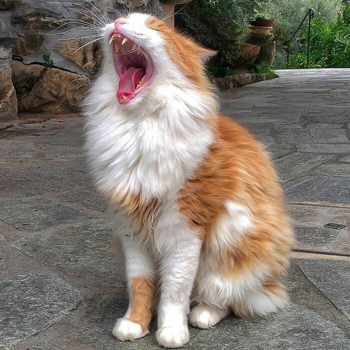 Woman-Documents-Italian-Cat-Daily-Life