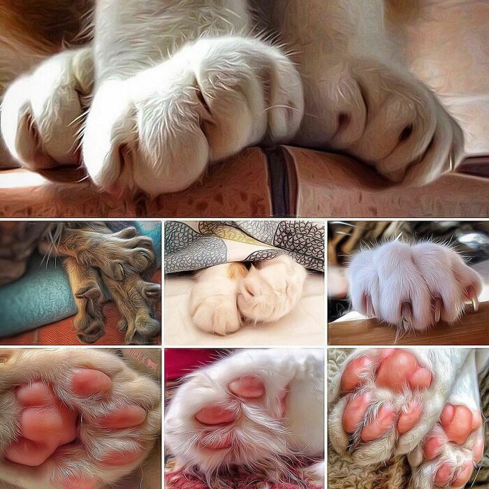 Woman-Documents-Italian-Cat-Daily-Life