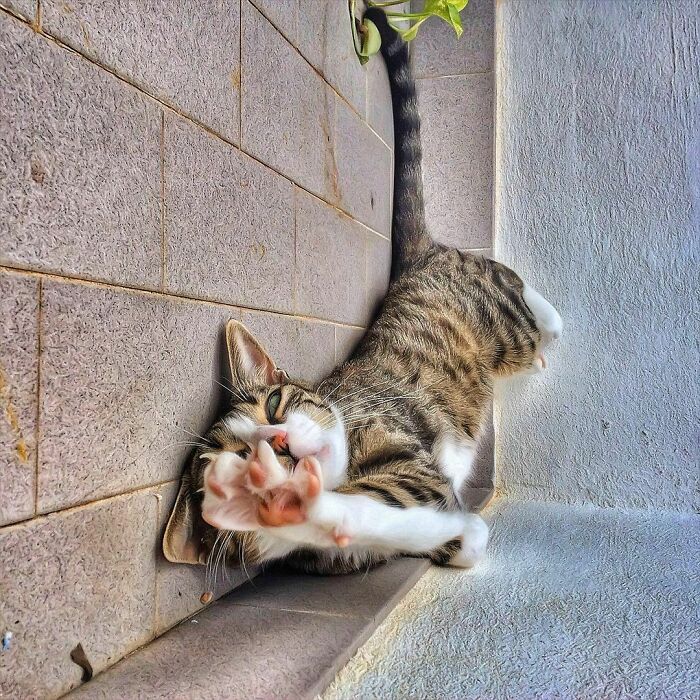 Woman-Documents-Italian-Cat-Daily-Life