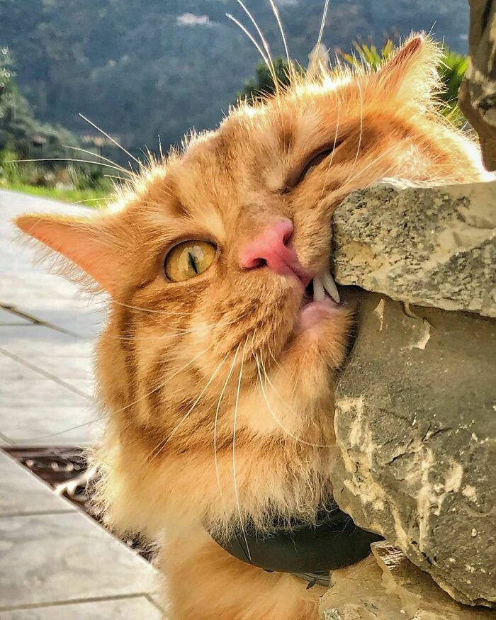 Woman-Documents-Italian-Cat-Daily-Life