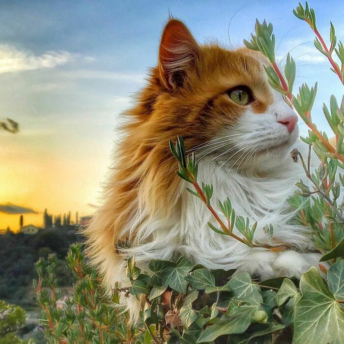 Woman-Documents-Italian-Cat-Daily-Life