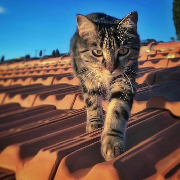 Woman-Documents-Italian-Cat-Daily-Life