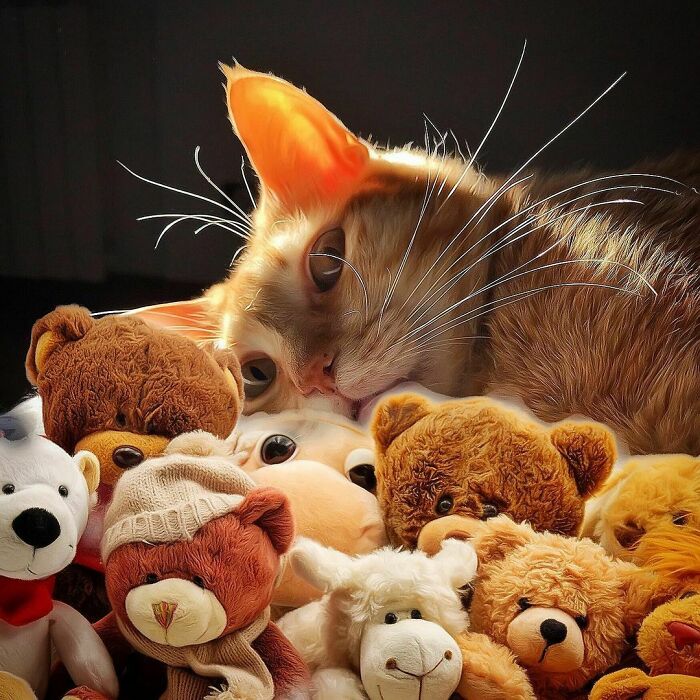 Woman-Documents-Italian-Cat-Daily-Life