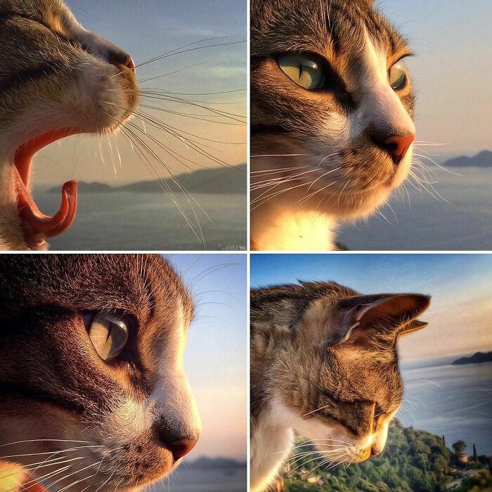 Woman-Documents-Italian-Cat-Daily-Life