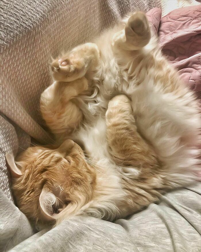 Woman-Documents-Italian-Cat-Daily-Life