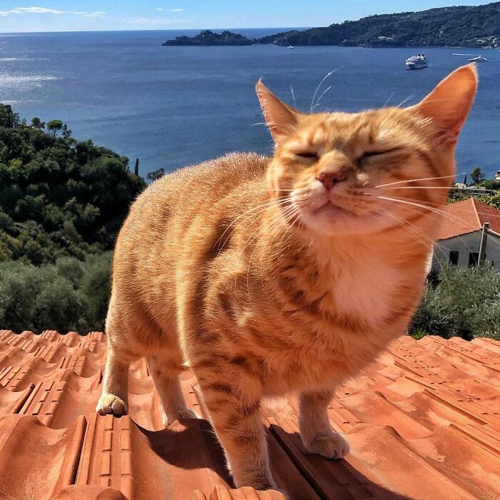 Woman-Documents-Italian-Cat-Daily-Life