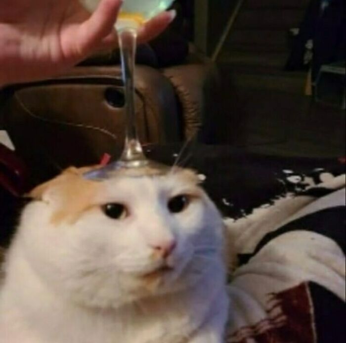 Funny-Cats-Without-Context-Pics