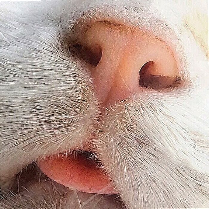 Woman-Documents-Italian-Cat-Daily-Life