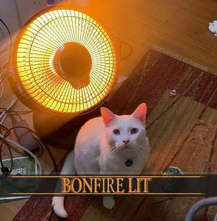 Funny-Cats-Without-Context-Pics