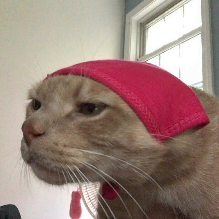 Funny-Cats-Without-Context-Pics