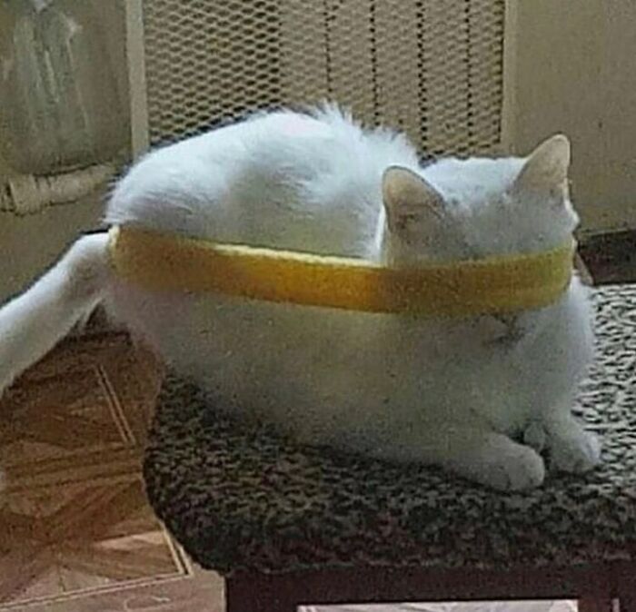 Funny-Cats-Without-Context-Pics