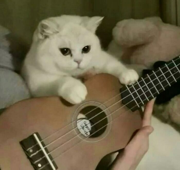 Funny-Cats-Without-Context-Pics